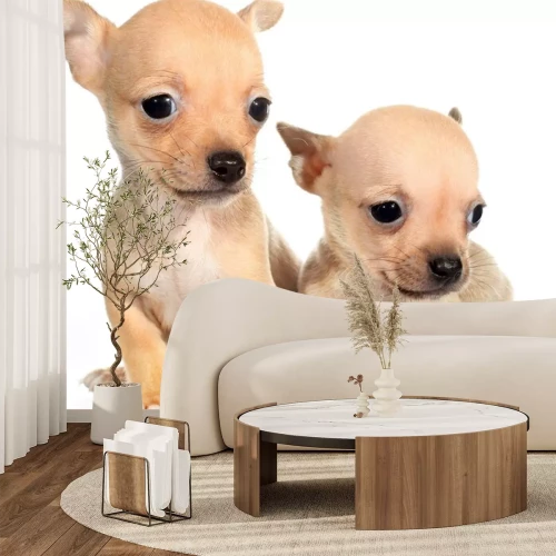 Sticker Zwei Chihuahua-Welpen