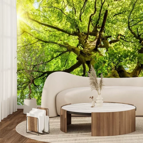 Fototapete Sonne leuchtet DURCH alte Buche