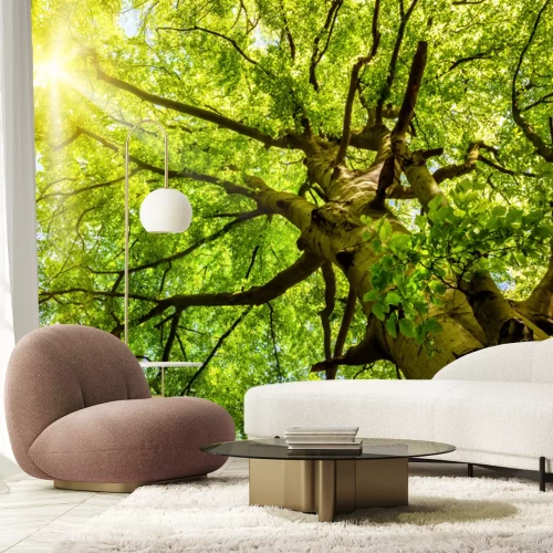 Fototapete Bäume 3D von unten gesehen