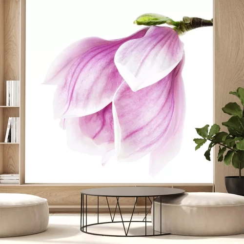 Sticker Violette Magnolie in einer großen Nahaufnahme