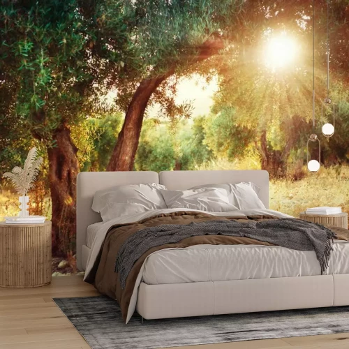 Fototapete Sonnenstrahlen in Olivenbäumen