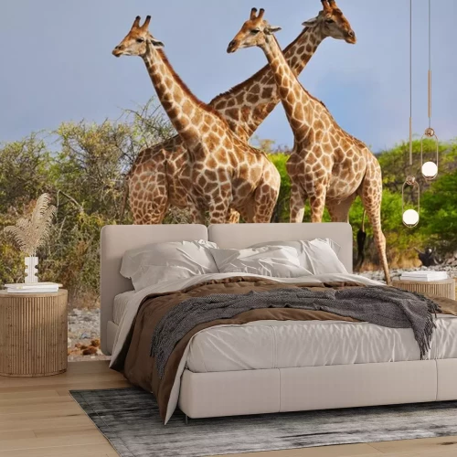 Sticker Drei Giraffen im National Park