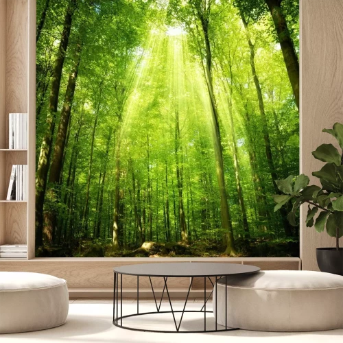 Fototapete Ein Laubwald, der von den Sonnenstrahlen erleuchtet wird