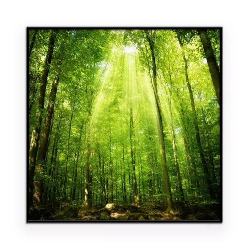 Poster Ein Laubwald, der von den Sonnenstrahlen erleuchtet wird