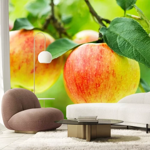 Sticker Am Baum reifende Äpfel