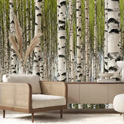 Fototapete Birken