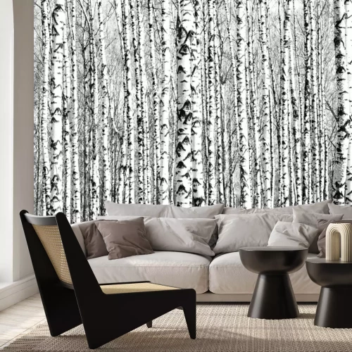 Fototapete Spring trunks of birch trees black and white