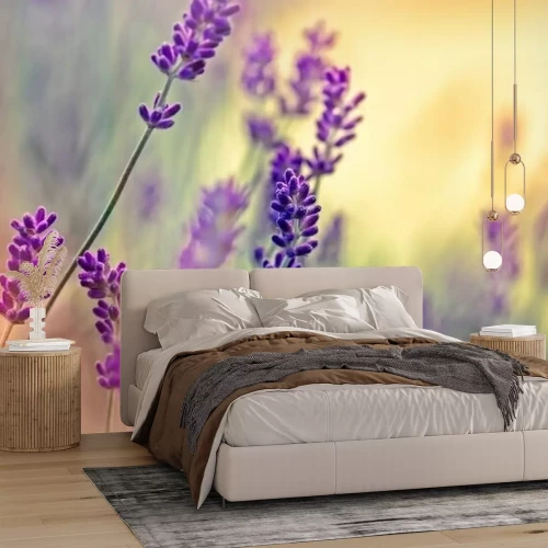 Fototapete Leichte Nahaufnahme von Lavendel