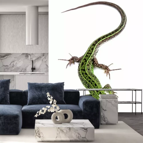 Sticker Zauneidechse (Lacerta agilis) isoliert auf weiß