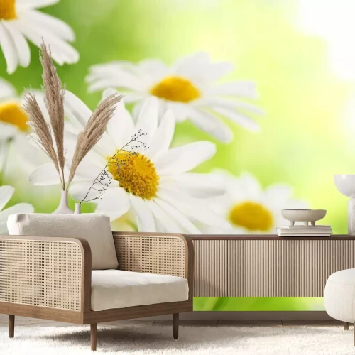 Fototapete Nahaufnahme von Gänseblümchen