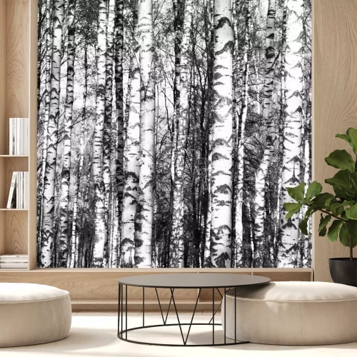 Fototapete Birkenstämme schwarz-weiße 3D