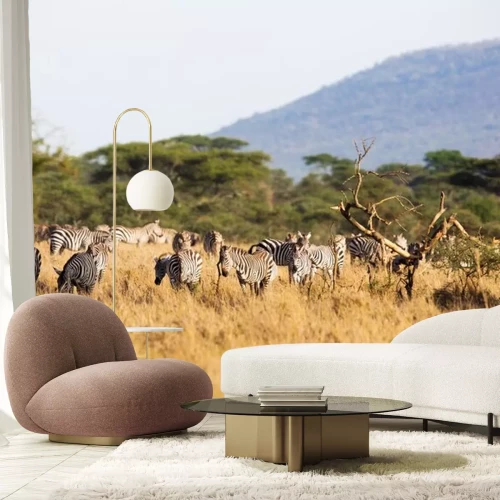 Sticker Zebraherde im hohen Gras