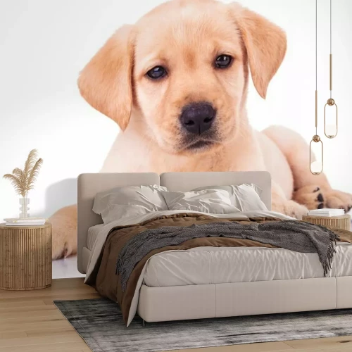 Sticker liegender Hund auf einem hellen Hintergrund