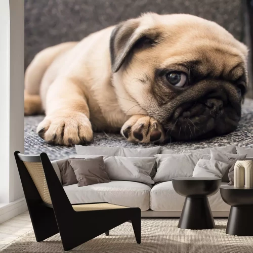 Sticker Pfote eines Mops, der auf dem Teppich ruht