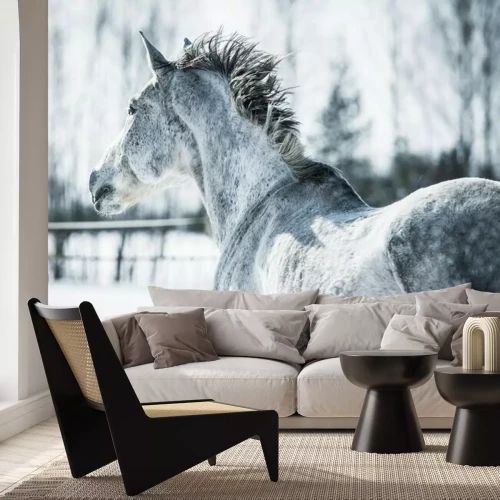 Fototapete Ein geflecktes Pferd im Winter