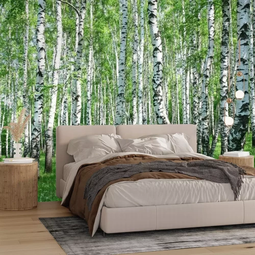 Fototapete Heller Birkenwald