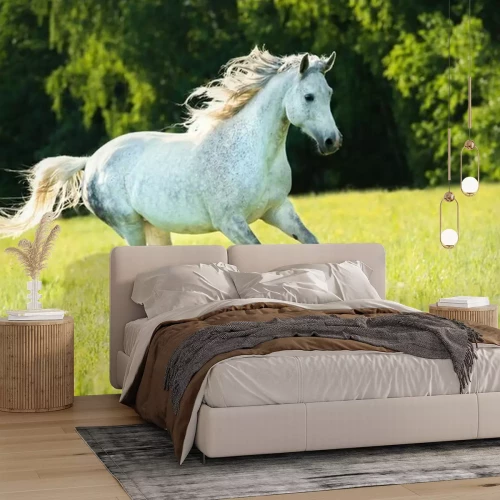 Sticker Weiße arabische Pferd läuft Galopp in den Sonnenuntergang Licht