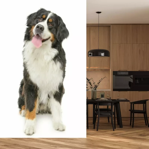 Sticker Berner Sennenhund auf einem weißen Hintergrund