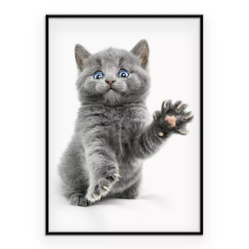 Poster Graues Kätzchen auf weißem Hintergrund