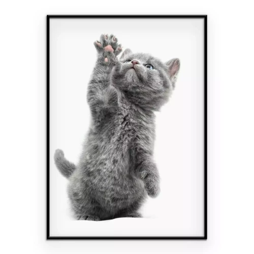 Poster Ein graues Kätzchen mit erhobener Pfote vor weißem Hintergrund