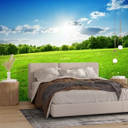 Fototapete Grünes Gras in der Sonne