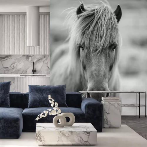 Fototapete Monochromatisches Pony auf grauem Hintergrund