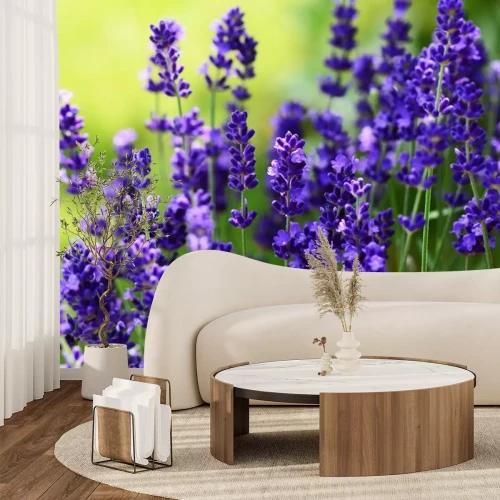 Sticker Lavendel auf einem Hintergrund aus grüner Wiese