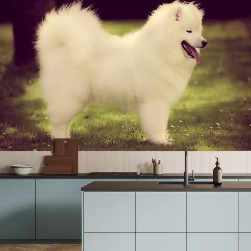 Sticker Haustiere Samojede auf grünem Gras