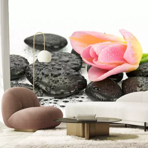 Sticker Tulipan na kamieniach tun spa