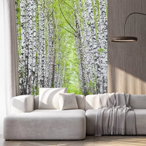 Fototapete Allee mit Birken