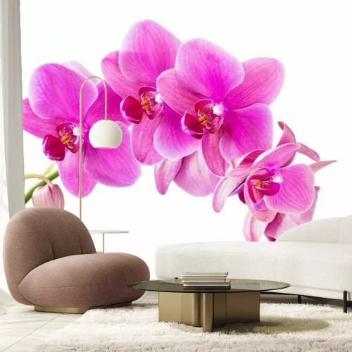 Sticker Zweig einer Orchidee auf weißem Hintergrund