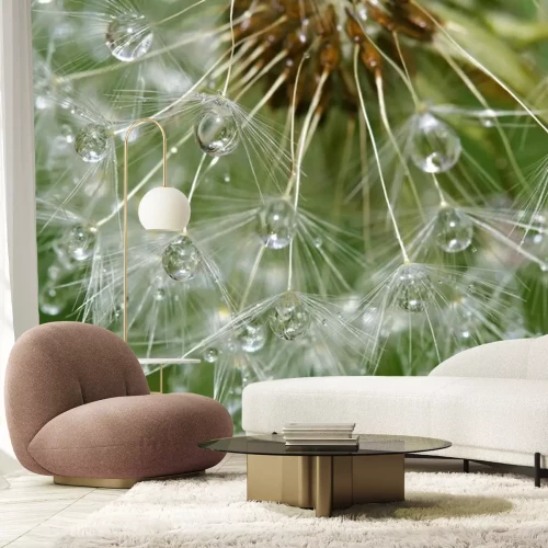 Fototapete Löwenzahn nach regen