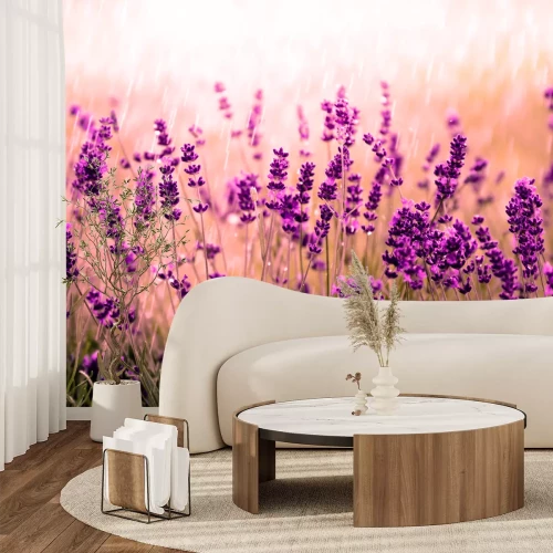 Fototapete Natur provenzalisch