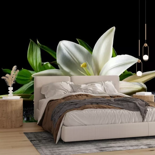 Fototapete Schöne weiße Lilie auf schwarzem Hintergrund