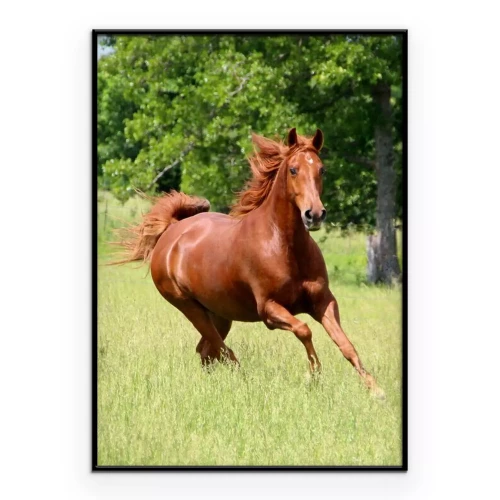 Poster Ein Pferd, das an einem sonnigen Tag galoppiert