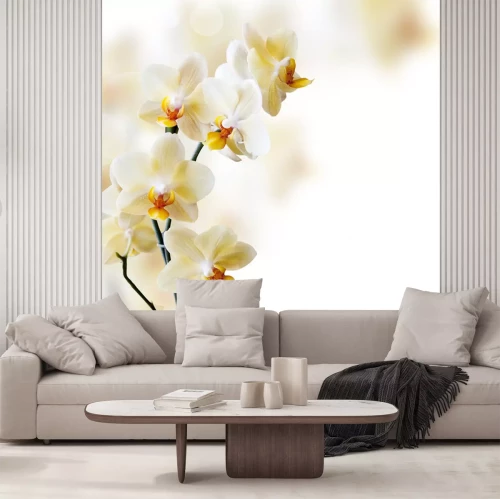 Fototapete Schöne Orchideenblüten auf unscharfem Hintergrund