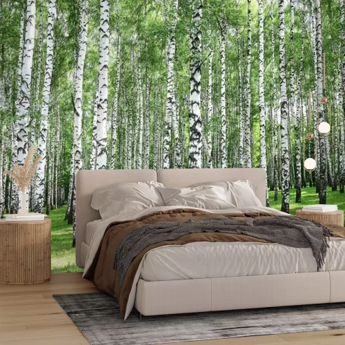 Fototapete Waldbirken am sonnigen Tag