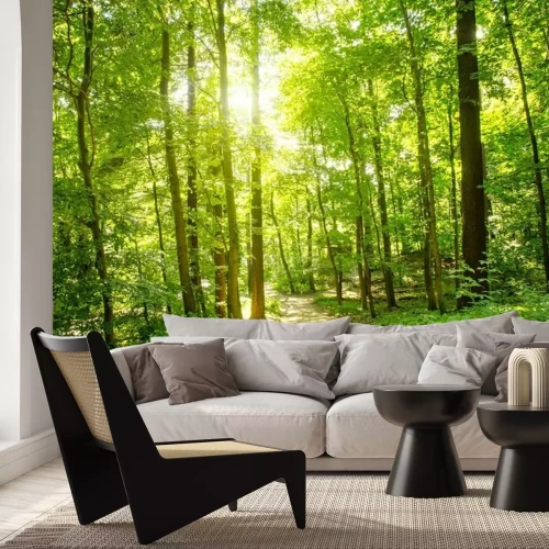 Fototapete Bäume Wald und Pfad