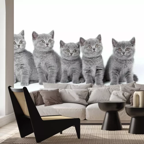 Sticker Haustiere Britische Katze mit grauem Fell