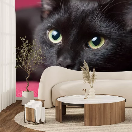 Sticker Nahaufnahme der grünen Augen einer Katze