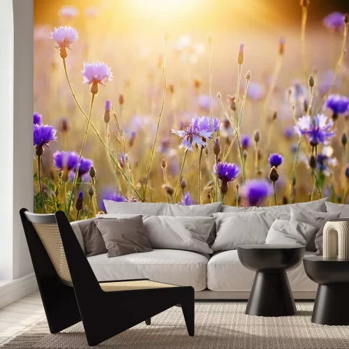 Fototapete Kornblumen auf der Wiese