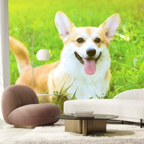 Sticker Pfoten eines Corgi-Hundes, der über eine im Gras versteckte Lichtung läuft