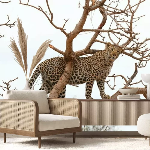 Fototapete Auf Baum stehender Leopard