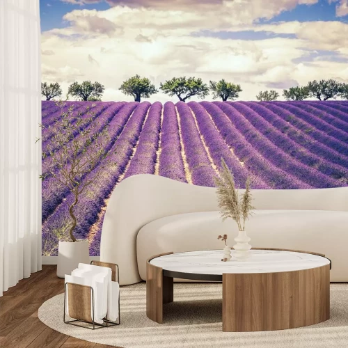 Fototapete Beautiful Lavender field