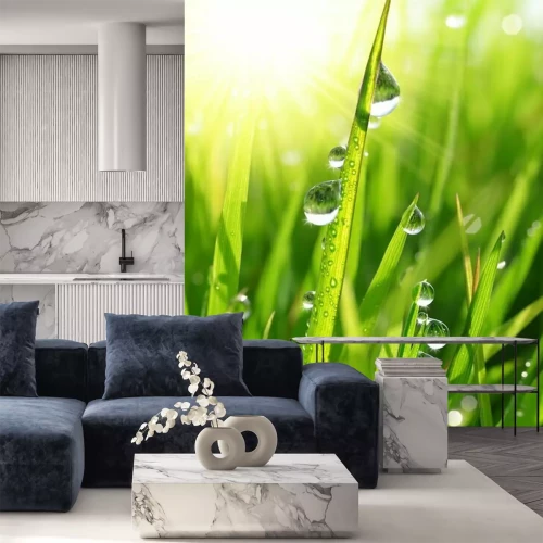 Sticker Frisches Gras mit Tautropfen close up