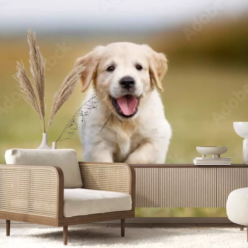 Sticker Familienmitglied Hund Golden läuft auf dem Gras