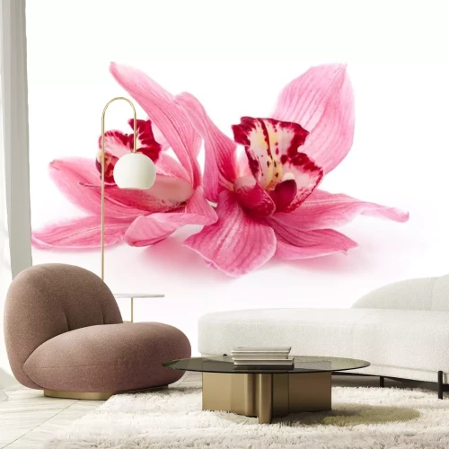 Sticker Zwei lachsfarbene Orchideen