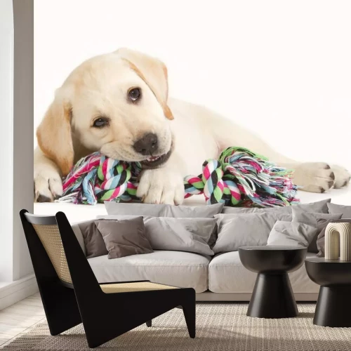 Sticker Labrador-Welpe beißt in einem farbigen Spielzeug