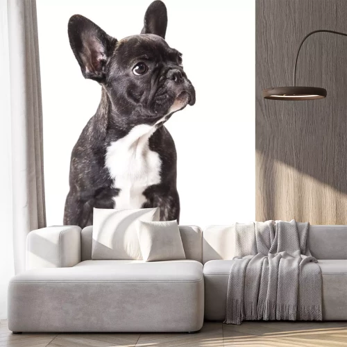 Sticker Schwarzer Bulldoge auf weißem Hintergrund