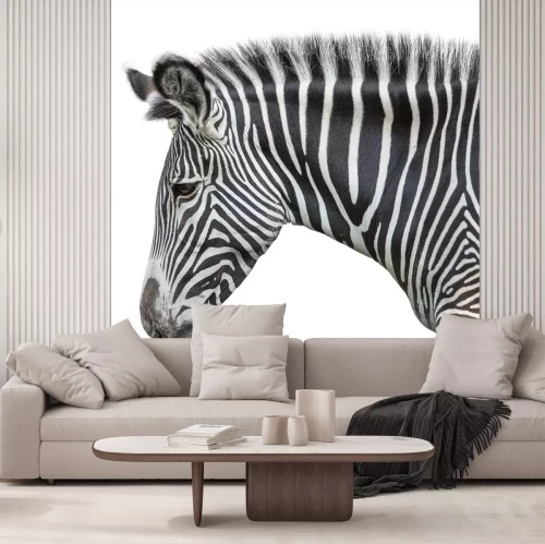 Sticker Zebra Afrika auf weißem Hintergrund